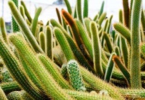 仙人掌怕冻吗？