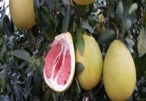 柚子多久能开花结果 开花却不挂果怎么办？