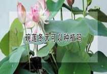 碗莲冬天可以种植吗？