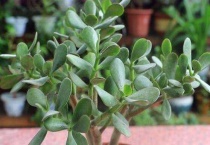 玉树是多肉植物吗？