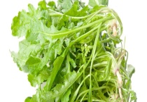 真假荠菜的区别？