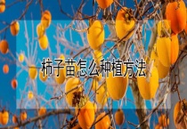 柿子苗怎么种植多久？