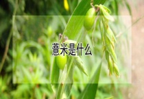 薏米是什么？