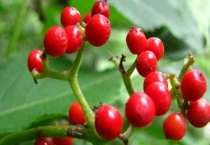 红果树如何修剪