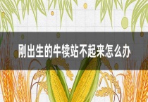 刚出生的牛犊站不起来怎么办？