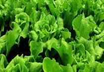 乳油剂和悬浮剂的区别？ 使用范围上明显不同