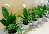 一帆风顺在水里怎么养