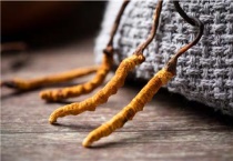 人工虫草和野生虫草的区别？