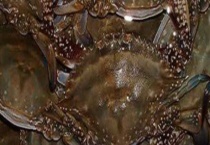 梭子蟹和大闸蟹的区别？ 有以下几个方面