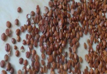 青枣种子催芽多久？