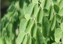 辣木的产地分布 附产地环境和种植价值