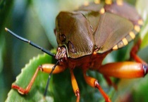 什么药杀臭虫效果好 使用杀虫药需做好防护措施