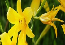 黄花菜是否可以生吃 吃黄花菜有什么好处