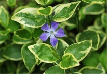 合果芋枯了怎么办？