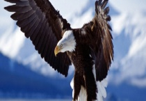 比老鹰厉害的天敌有哪些 著名的鹰类有哪些？