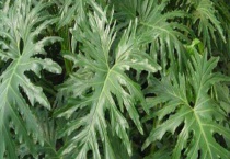 春羽不发新叶怎么办？