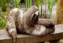 树懒是保护动物吗 它是如何防御天敌的