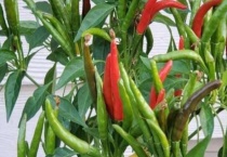 盆栽辣椒需要多大的盆
