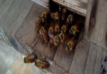 如何制止盗蜂最有效 如何转移被盗群