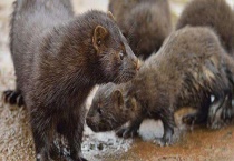 水貂和紫貂的区别？ 详细介绍