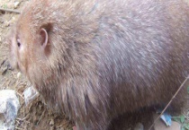 现在养殖竹鼠有销路吗？能赚钱吗？