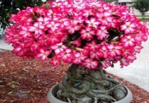 如何配制沙漠玫瑰的土