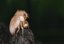 养蝉一亩地产多少斤蝉