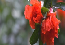 西班牙的国花是石榴花吗 石榴花的花期是什么季节