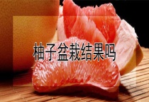 柚子盆栽结果吗？