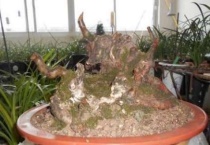 下山桩怎么养活