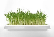 一斤豌豆出多少芽苗菜