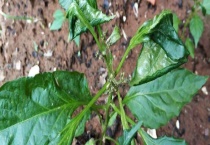 辣椒苗的叶子卷了怎么办？