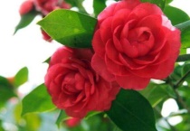 茶花什么时候修剪