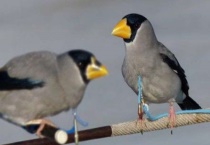 铜嘴鸟和蜡嘴鸟区别？