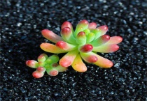 多肉八千代高了怎么办？