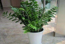 金钱树可以晒太阳吗？