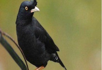 八哥吃什么食物 附八哥的生活习性及分布范围