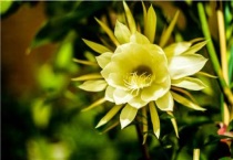 昙花的花期是多久？