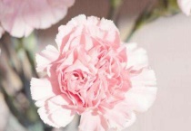 康乃馨买单头还是多头的