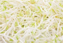 豆芽怎么种植多久？