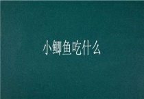 小鲫鱼吃什么？