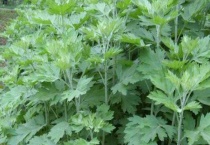 艾草种子价格及种植方法 艾草的作用