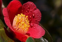 耐冬花的修剪多久？