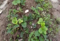 缓苗是什么意思