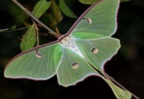 月形天蚕蛾是蝴蝶吗？