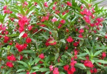 凤仙花的茎是什么类型的茎