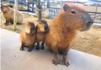 为什么鳄鱼不攻击水豚