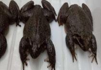 石蛙和牛蛙的区别？ 详细介绍