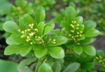 米兰花能驱蚊子吗？