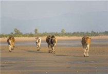 养牛的方法和技术